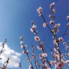 Inspiration japon